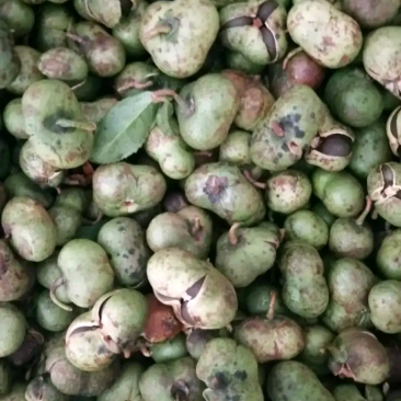 福建福鼎白茶茶叶茶仔大量现货批发