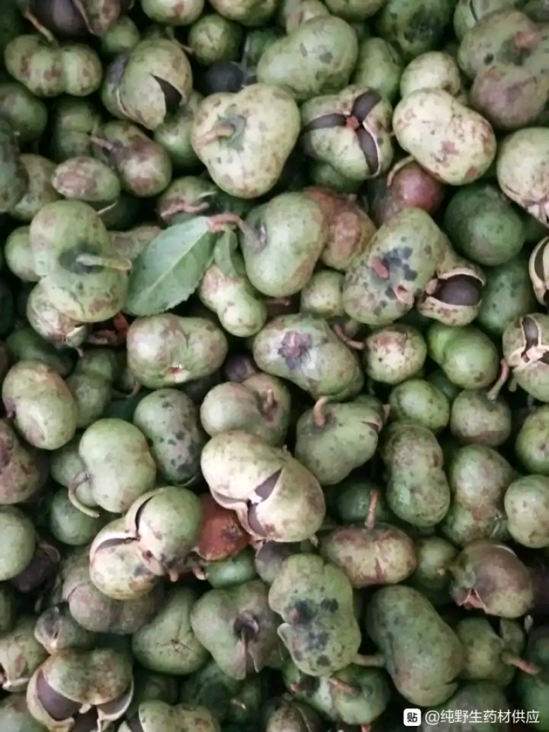 福建福鼎白茶茶叶茶仔大量现货批发