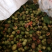 福建福鼎白茶茶叶茶仔大量现货批发