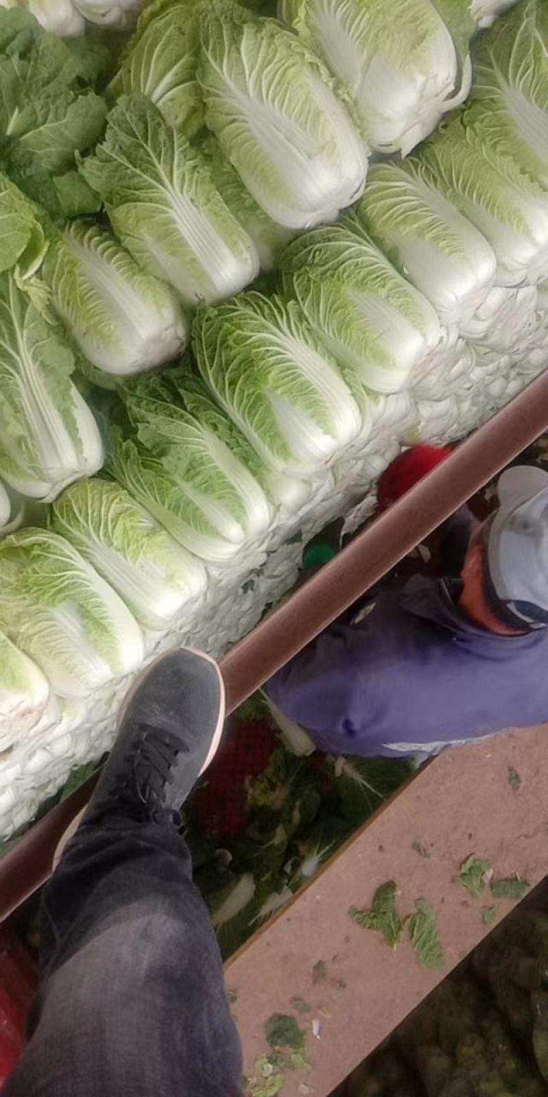 黄心白菜无虫眼无腐烂