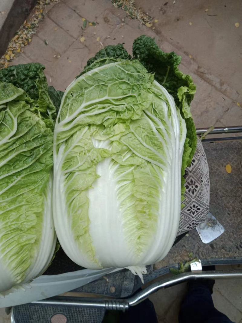 黄心白菜无虫眼无腐烂