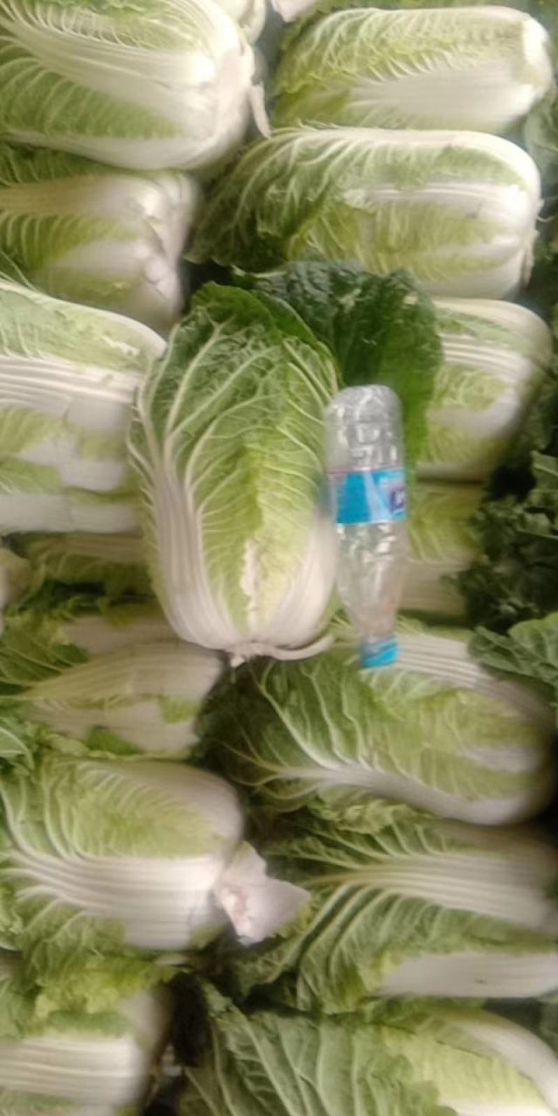 黄心白菜无虫眼无腐烂