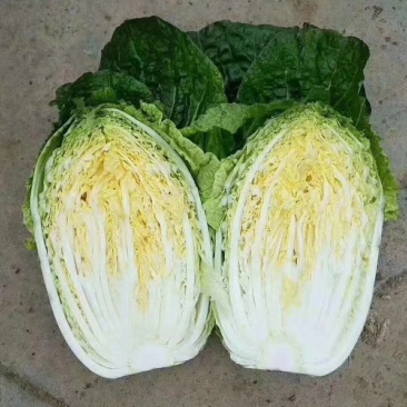 黄心白菜无虫眼无腐烂