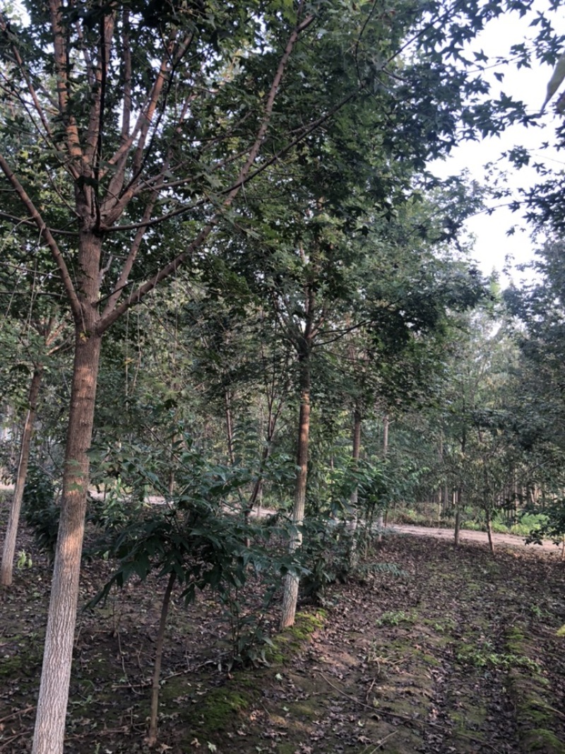 元宝枫