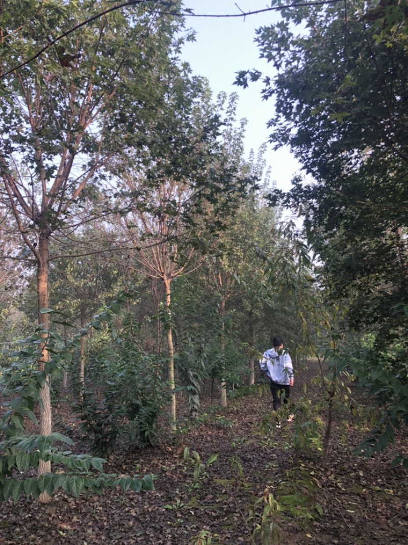 元宝枫