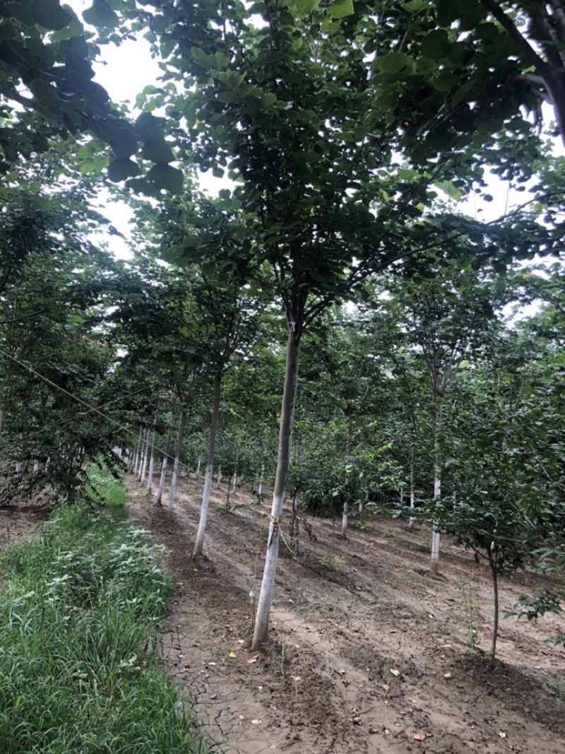 精品巨紫荆
