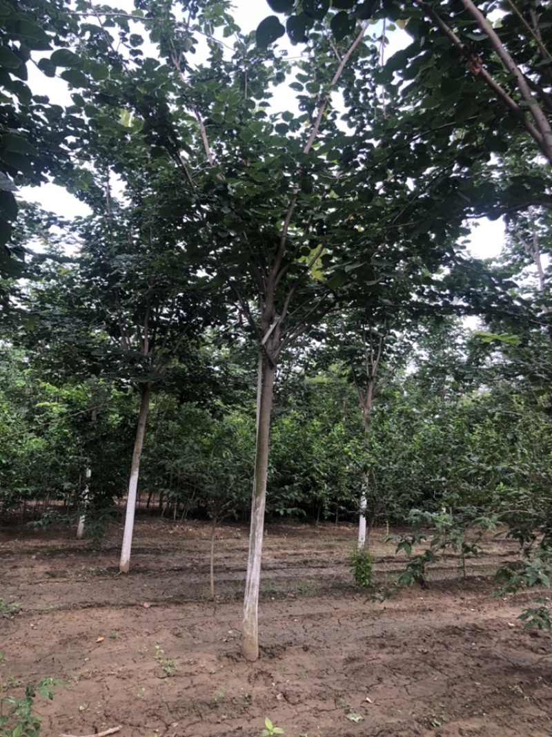 精品巨紫荆