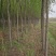 临沂荣超园林大量供应2-5垂柳树竹竹柳等各种绿化苗木可开