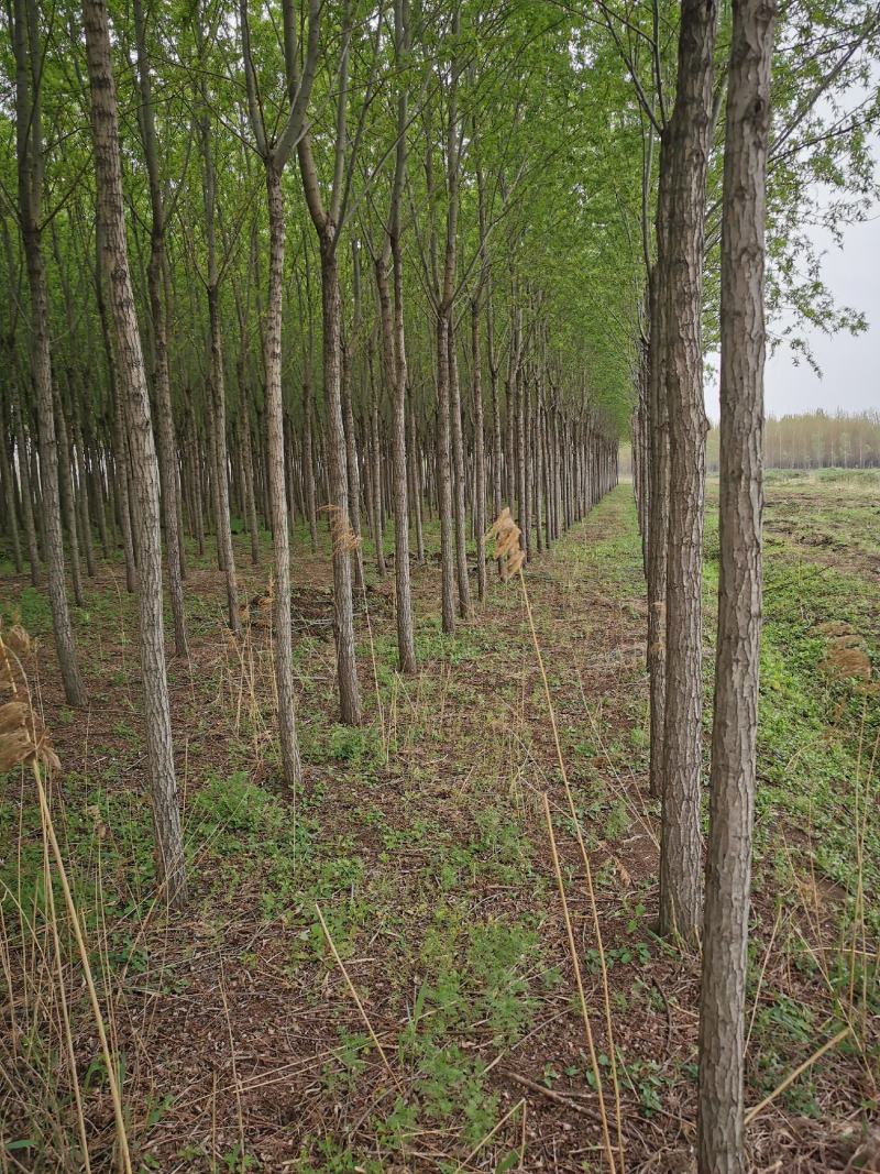 临沂荣超园林大量供应2-5垂柳树竹竹柳等各种绿化苗木可开