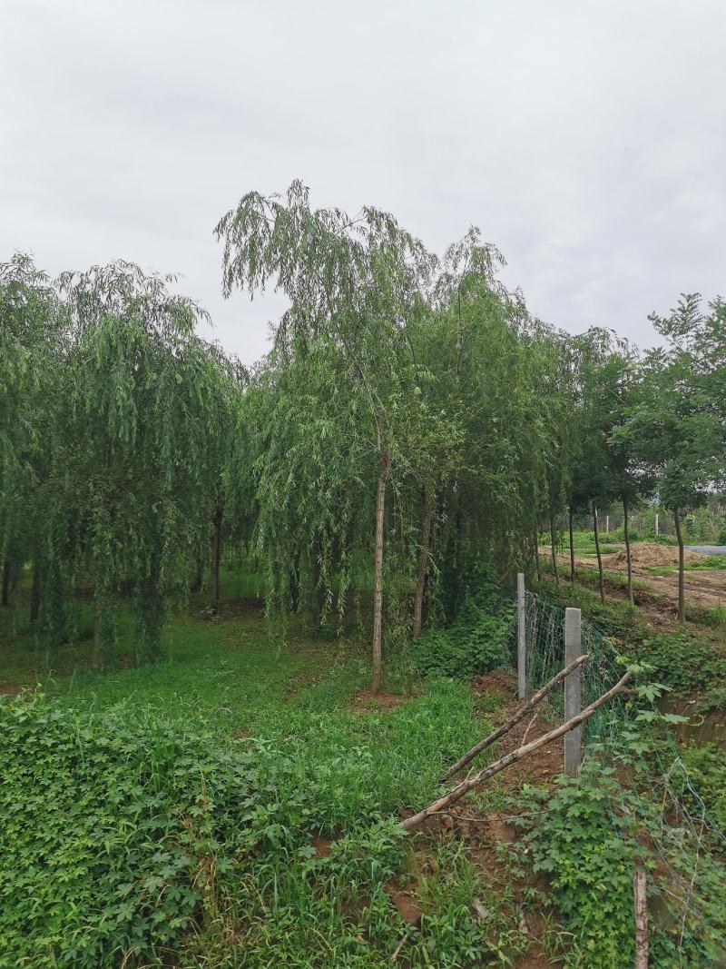 临沂荣超园林大量供应2-5垂柳树竹竹柳等各种绿化苗木可开