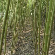 临沂荣超园林大量供应2-5垂柳树竹竹柳等各种绿化苗木可开