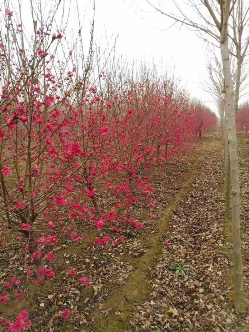 菊花桃