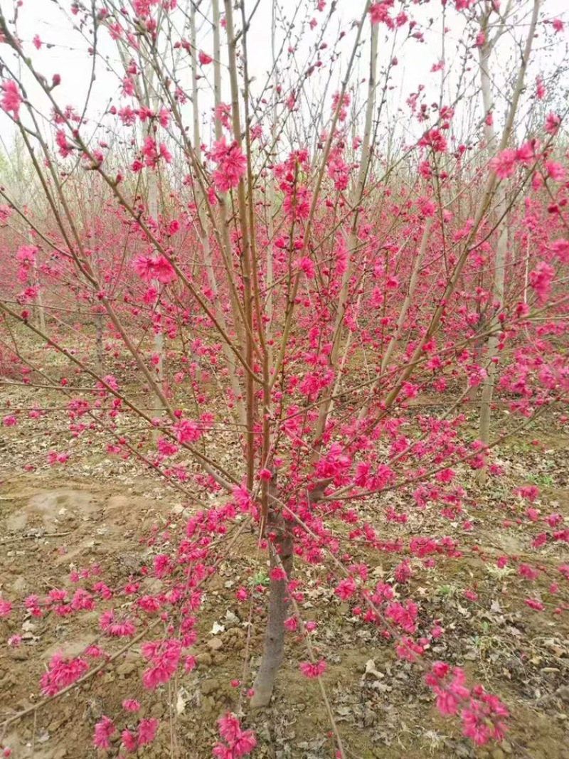 菊花桃