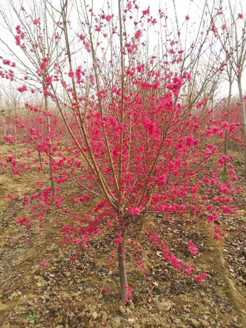菊花桃