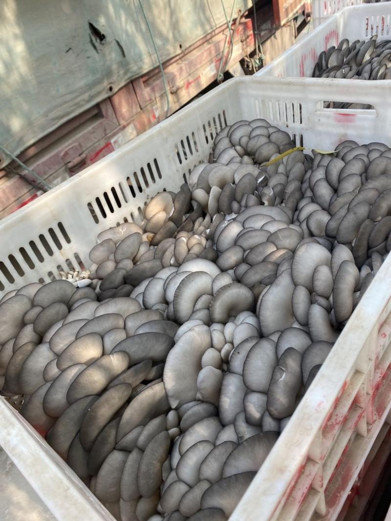 山东聊城精品蘑菇平菇大量上市品质高货源足！