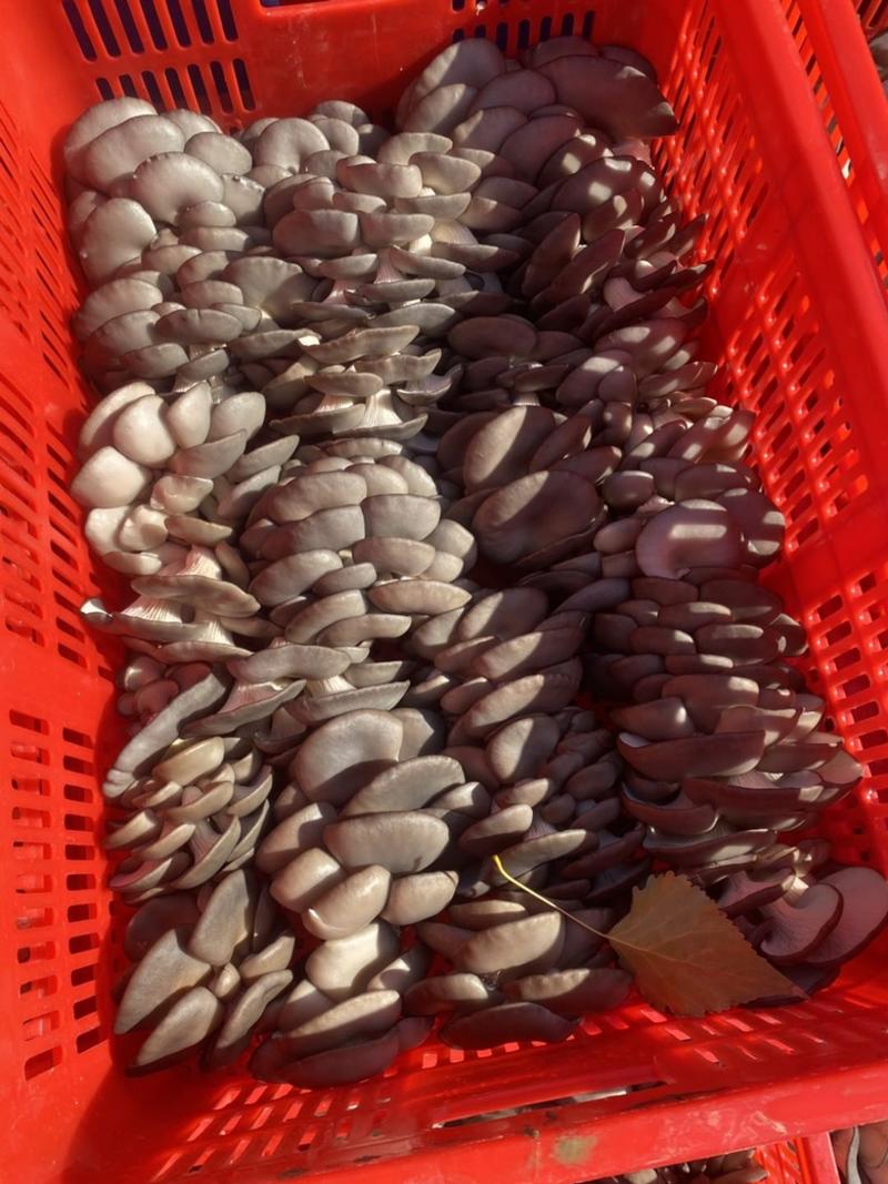山东聊城精品蘑菇平菇大量上市品质高货源足！
