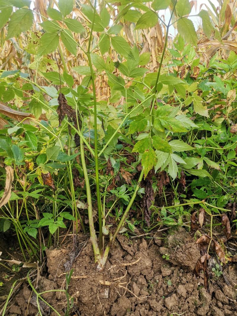 独活苗，肉独活，恩施巴东独活，高产苗子，