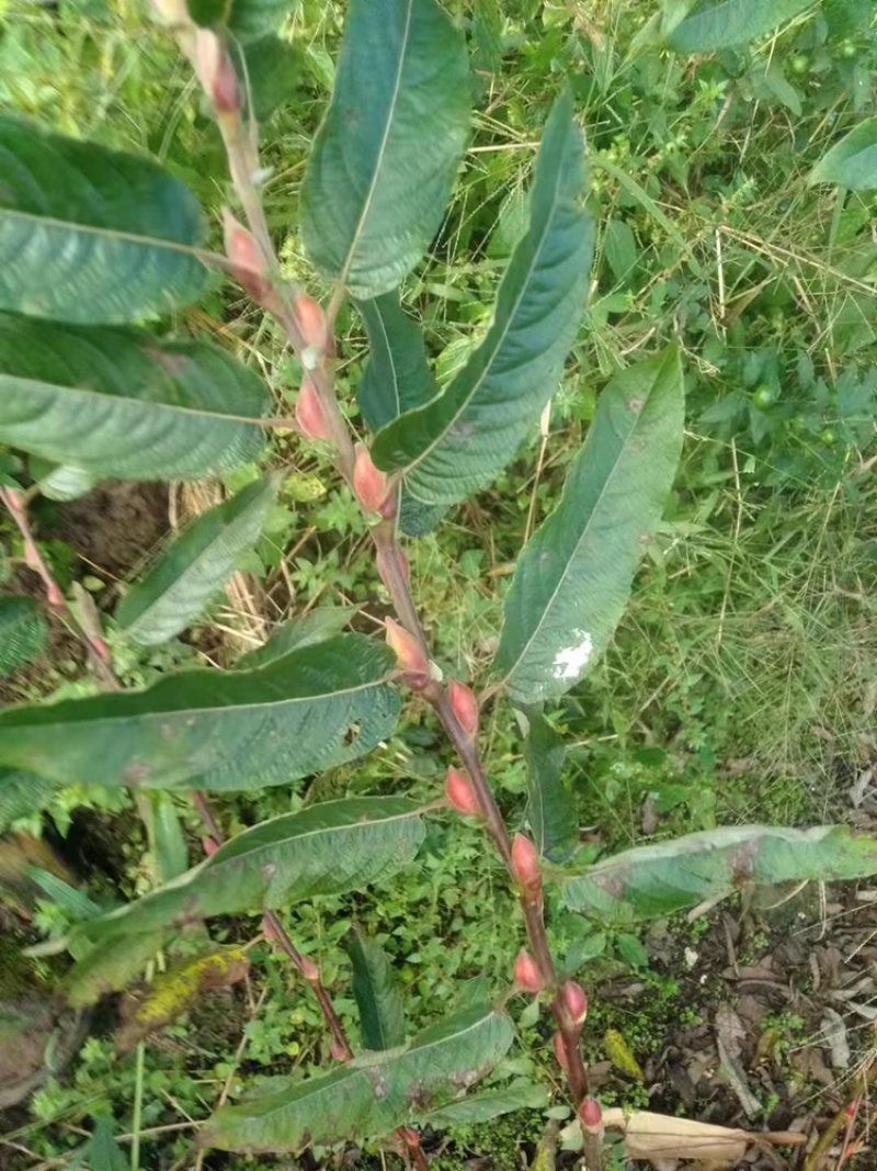 银柳年宵花大量供应上市