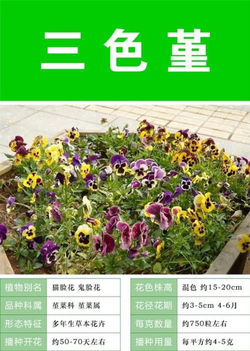 三色堇种子四季易种阳台花卉植物盆栽耐寒蝴蝶花种籽简单易种
