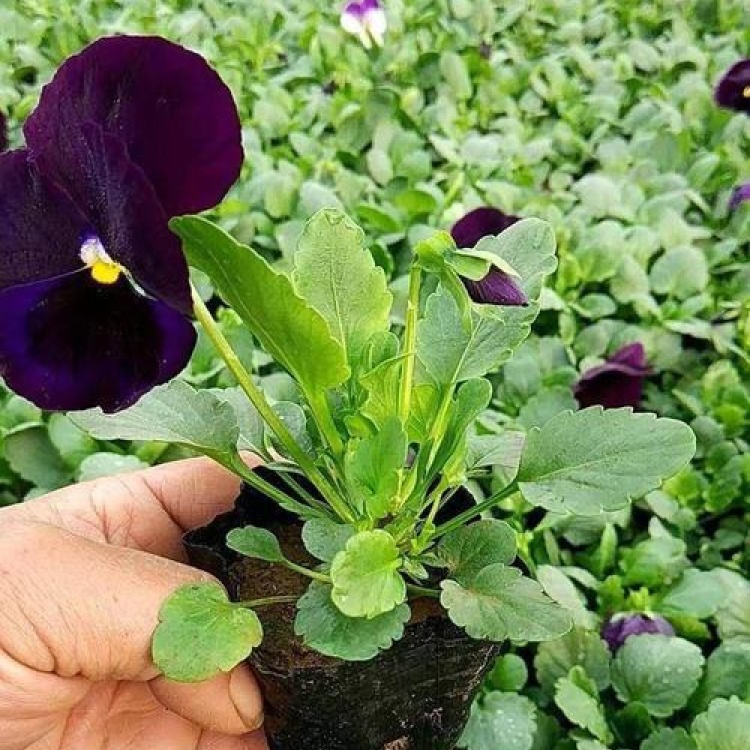 花卉圖3 三色堇种苗批发]三色堇角堇盆栽花苗角瑾耐寒庭院四季开花植物