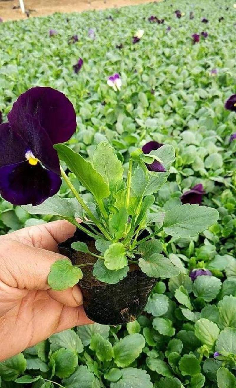 三色堇角堇盆栽花苗角瑾耐寒庭院四季开花植物阳台花卉绿植
