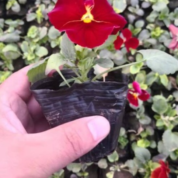 三色堇角堇盆栽花苗角瑾耐寒庭院四季开花植物阳台花卉绿植