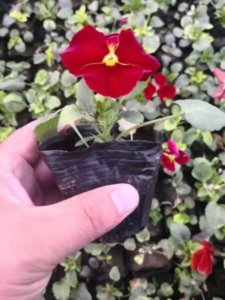 三色堇种苗批发]三色堇角堇盆栽花苗角瑾耐寒庭院四季开花植物