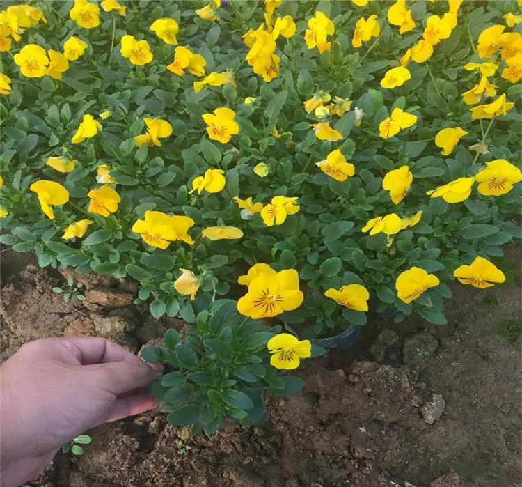 三色堇种苗批发]三色堇角堇盆栽花苗角瑾耐寒庭院四季开花植物