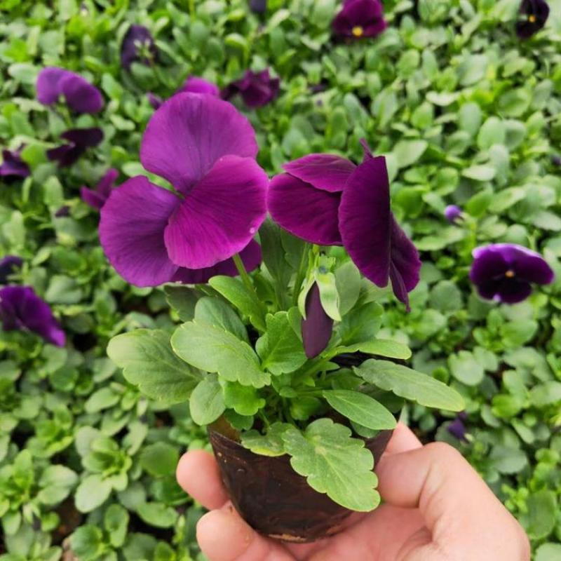 三色堇角堇盆栽花苗角瑾耐寒庭院四季开花植物阳台花卉绿植