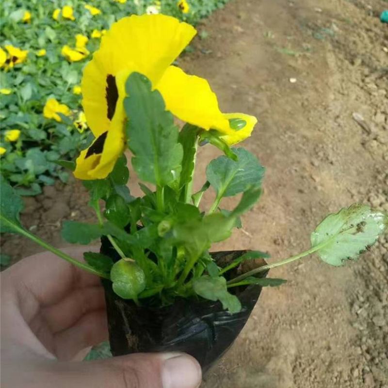 三色堇角堇盆栽花苗角瑾耐寒庭院四季开花植物阳台花卉绿植