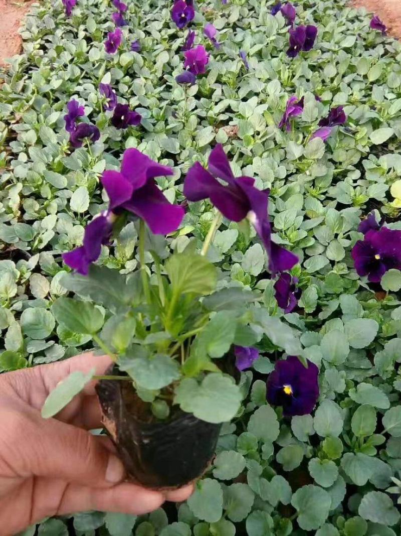 三色堇角堇盆栽花苗角瑾耐寒庭院四季开花植物阳台花卉绿植