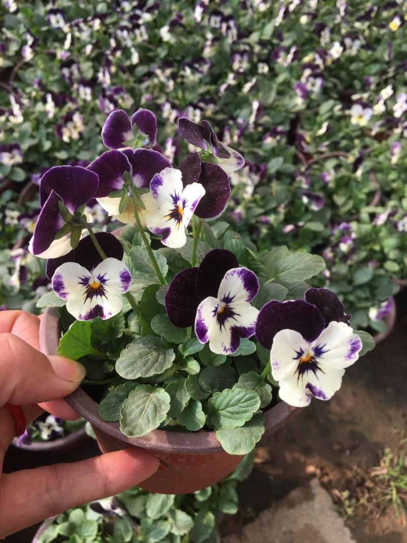 三色堇角堇盆栽花苗角瑾耐寒庭院四季开花植物阳台花卉绿植