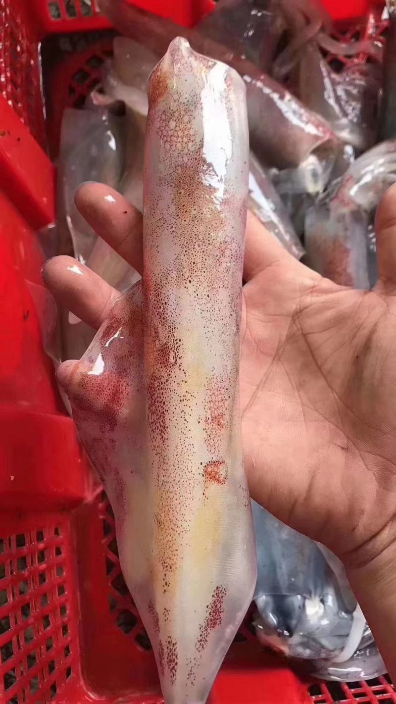 海钓新鲜本港鱿鱼筒味道鲜美，生鲜店小区团购好食材