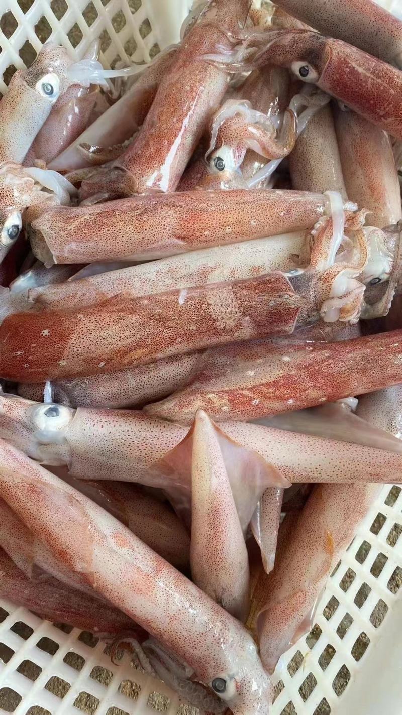 海钓新鲜本港鱿鱼筒味道鲜美，生鲜店小区团购好食材