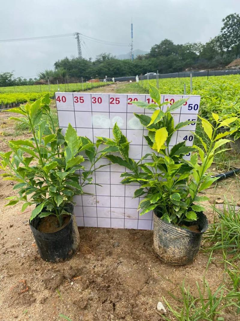 金叶假连翘、金露花、黄叶假连翘场地直销大量供应