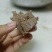 牛心熟牛心干净卫生质量保证现货实拍厂家直销