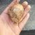 大凉山高山红芽芋大量上市需要的联系芋头具体价格电话联系
