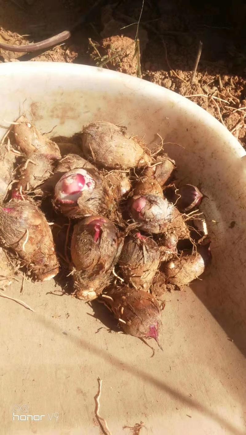 大凉山高山红芽芋大量上市需要的联系芋头具体价格电话联系