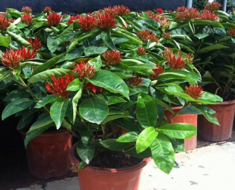 龙船花盆栽多年生植物木本花卉室内阳台庭院盆栽观花植物