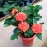 龙船花盆栽多年生植物木本花卉室内阳台庭院盆栽观花植物