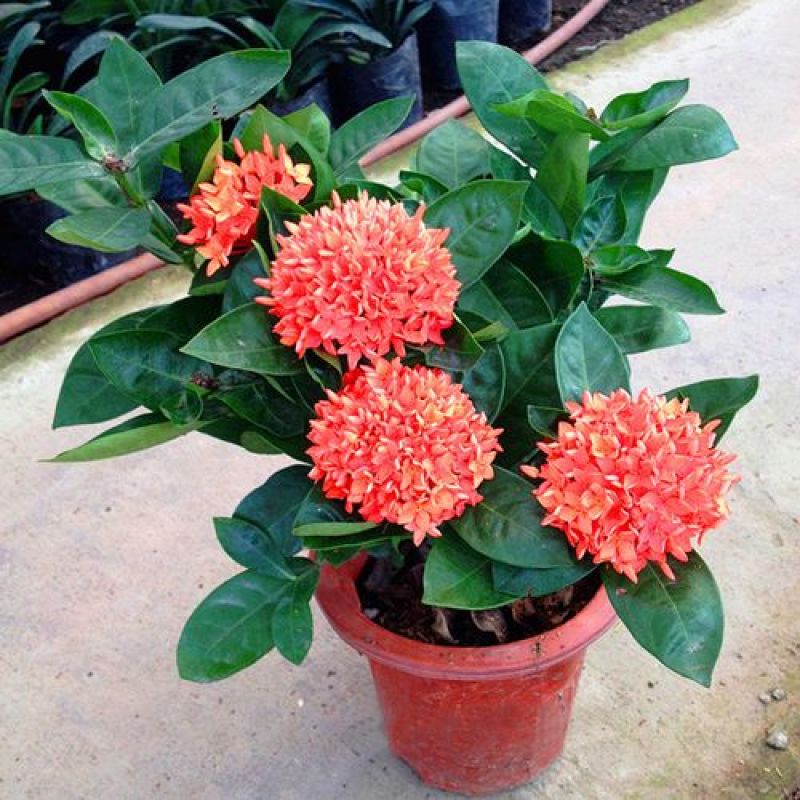 龙船花盆栽多年生植物木本花卉室内阳台庭院盆栽观花植物