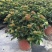 龙船花盆栽多年生植物木本花卉室内阳台庭院盆栽观花植物