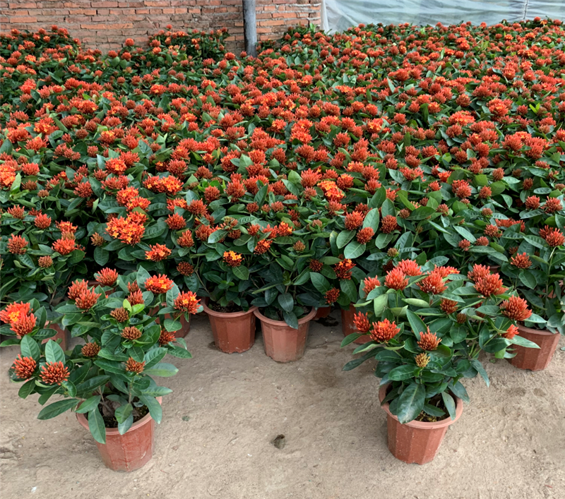 龙船花盆栽多年生植物木本花卉室内阳台庭院盆栽观花植物