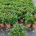 龙船花盆栽多年生植物木本花卉室内阳台庭院盆栽观花植物