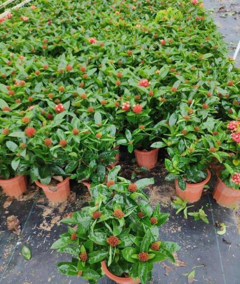 龙船花盆栽多年生植物木本花卉室内阳台庭院盆栽观花植物