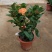 龙船花盆栽多年生植物木本花卉室内阳台庭院盆栽观花植物