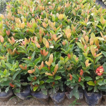 龙船花盆栽多年生植物木本花卉室内阳台庭院盆栽观花植物