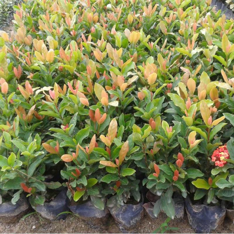 龙船花盆栽多年生植物木本花卉室内阳台庭院盆栽观花植物