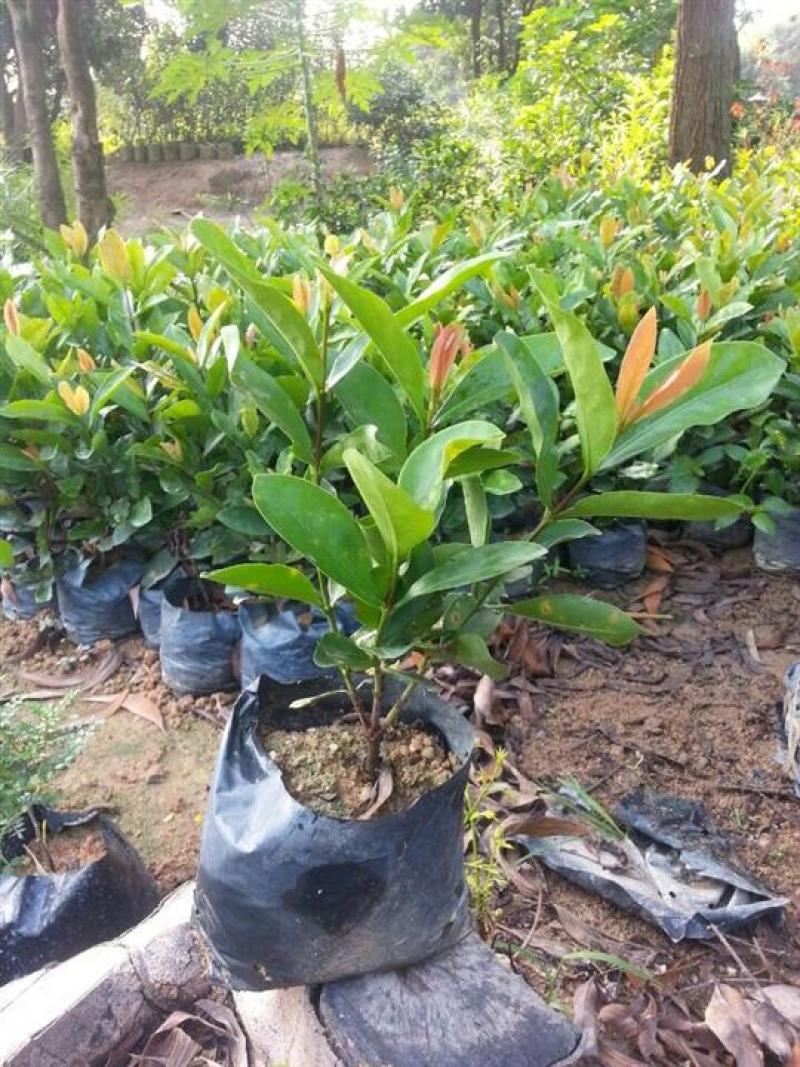 龙船花盆栽多年生植物木本花卉室内阳台庭院盆栽观花植物