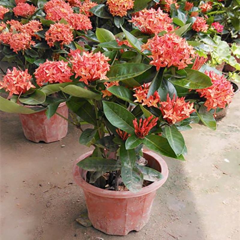 龙船花盆栽多年生植物木本花卉室内阳台庭院盆栽观花植物